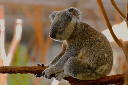 The Lone Pine Koala Sanctuary must be part of your Brisbane itinerary to enjoy this haven of koalas and more wildlife.