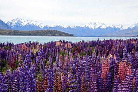 Don&amp;#039;t miss Lake Tekapo at the heart of Mackenzie Country.